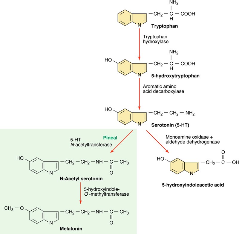 [Catecholamine Pathway]